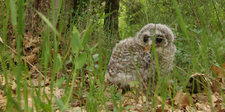 Jeune Chouette hulotte au sol cachée dans les herbes hautes au pied d'un arbre